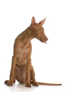 Cute puppy Stock Photos