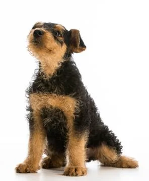 Cute puppy Stock Photos
