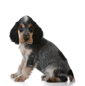 Cute puppy Stock Photos
