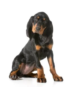 Cute puppy Stock Photos