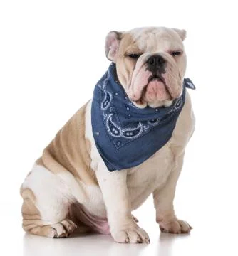 Cute puppy Stock Photos