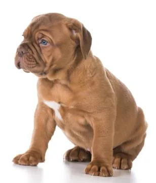 Cute puppy Stock Photos