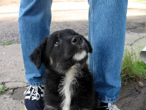 Cute puppy Stock Photos