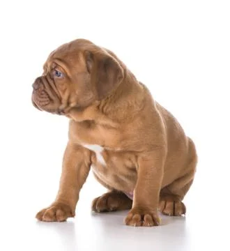 Cute puppy Stock Photos