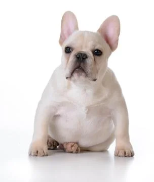 Cute puppy Foto stock