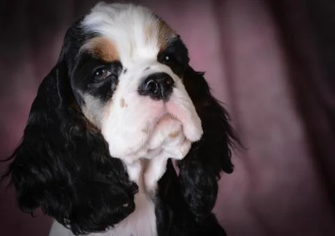 Cute puppy Stock Photos