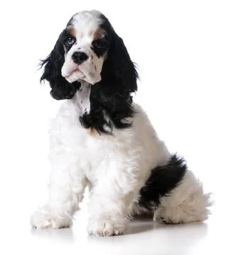 Cute puppy Stock Photos
