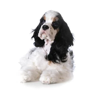 Cute puppy Stock Photos