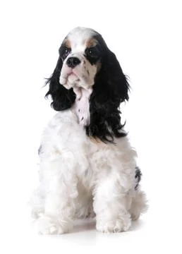 Cute puppy Stock Photos