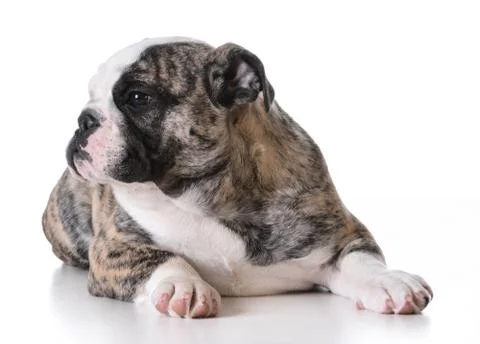 Cute puppy Stock Photos