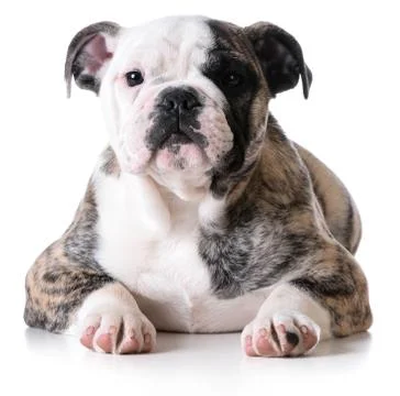 Cute puppy Stock Photos