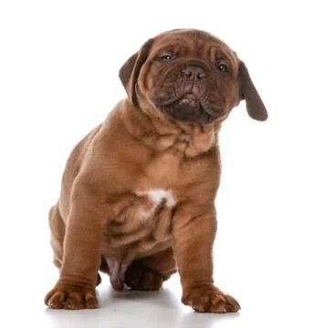 Cute puppy Stock Photos