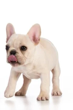 Cute puppy Stock Photos