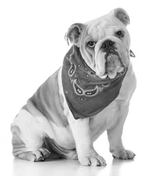 Cute puppy Stock Photos