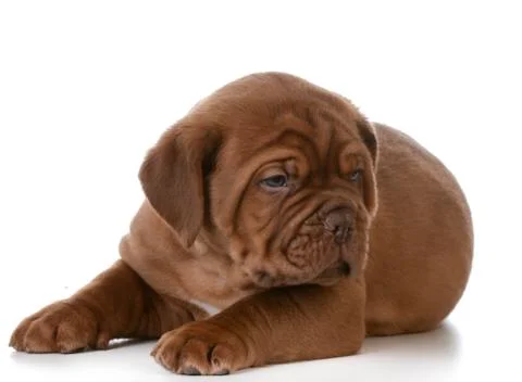 Cute puppy Stock Photos