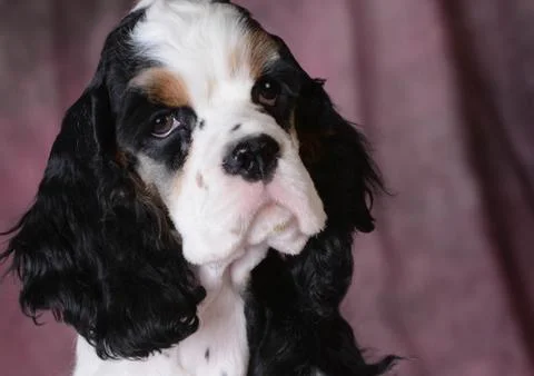 Cute puppy Stock Photos