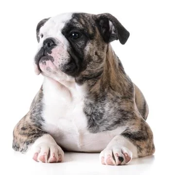 Cute puppy Stock Photos