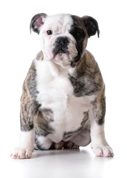 Cute puppy Foto stock