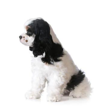 Cute puppy Stock Photos