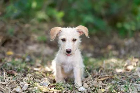 Cute Puppy Stock Photos