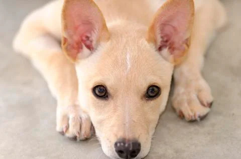Cute Puppy Stock Photos