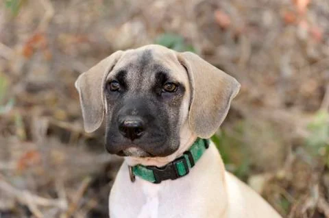 Cute Puppy Stock Photos