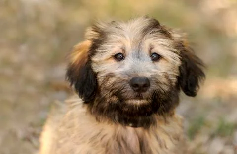 Cute Puppy Stock Photos