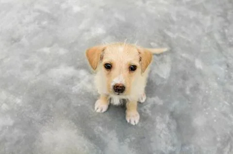 Cute Puppy Stock Photos