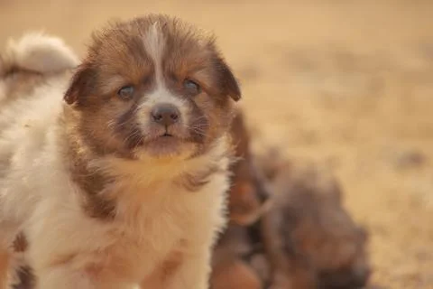 A Cute Puppy Stock Photos