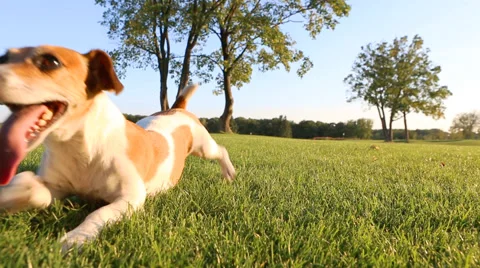 Cute puppy play Vídeo Stock 45869988