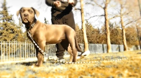 Cute puppy play Stock Footage 45987181