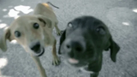 Cute puppy play Stock Footage 79064180