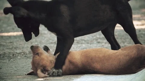 Cute puppy play Video stock 79064255