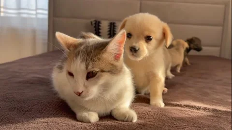 Cute puppy playing with a cat Stock-Footage 213870503