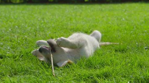 Cute Puppy is Playing Vídeo Stock 54663658