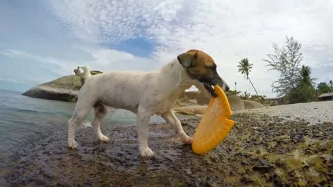 Cute puppy playing Stock-Footage 271347514