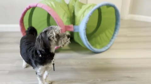 Cute Puppy Practicing Agility Tunnel at Home 動画素材 246695656