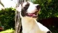 Cute Puppy Relaxing Outdoors. Slow Motion. HD Footage