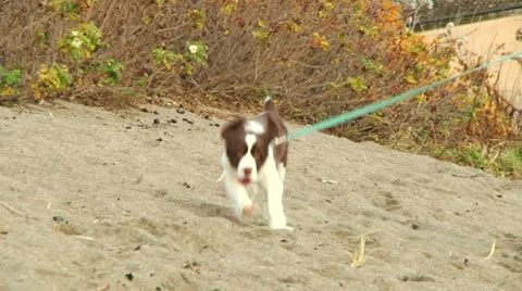 Cute puppy running on beach Stock Footage 8973022