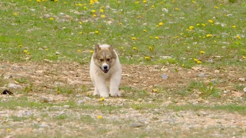 Cute puppy running in grass Stock Footage 263032818