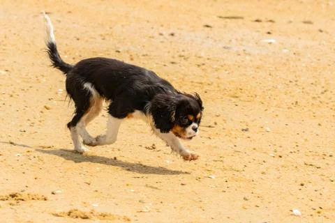 A cute puppy running Stock Photos