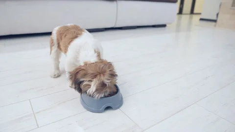 Cute puppy Shih Tzu eats food . Video stock 89791052