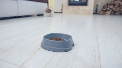 Cute puppy Shih Tzu eats food . Stock Footage 89792717