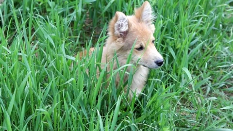 Cute puppy sits in grass Stock Footage 159948872
