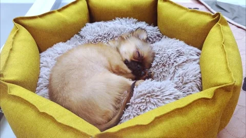 Cute puppy sleeping in a couch. Stock-Footage 274732005