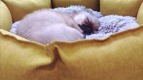 Cute puppy sleeping in a couch. 스톡 동영상 274872195