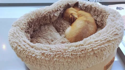 Cute puppy sleeping in a couch. Stock Footage 276201709