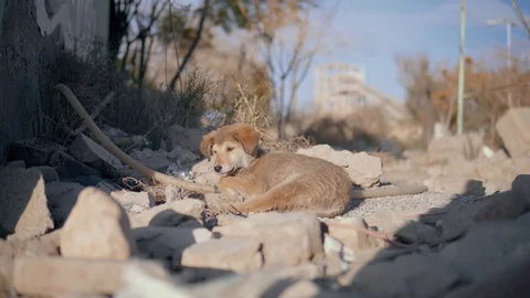 Cute puppy sleeping Stock Footage 120739538