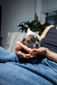 Cute puppy sleeping in person's hand on sofa at home Foto stock