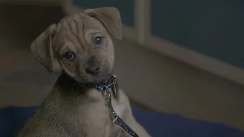 Cute puppy staring at camera in slow mo Video stock 232991404